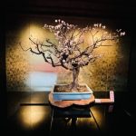 第75回　長浜「盆梅展」、開催中!!